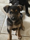 adoptable Dog in  named Bodhi
