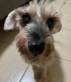 adoptable Dog in  named Bob