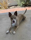 adoptable Dog in  named Blue