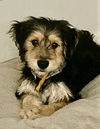 adoptable Dog in  named Tessa