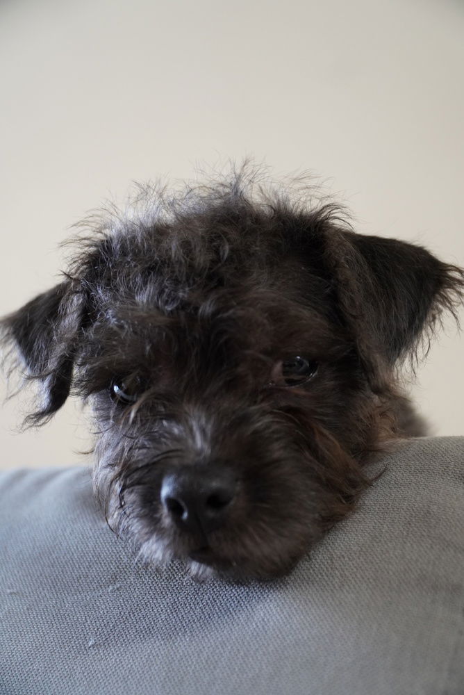 adoptable Dog in San Diego, CA named Uzo