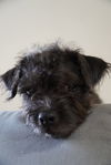 adoptable Dog in  named Uzo