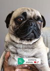 adoptable Dog in  named Claudine