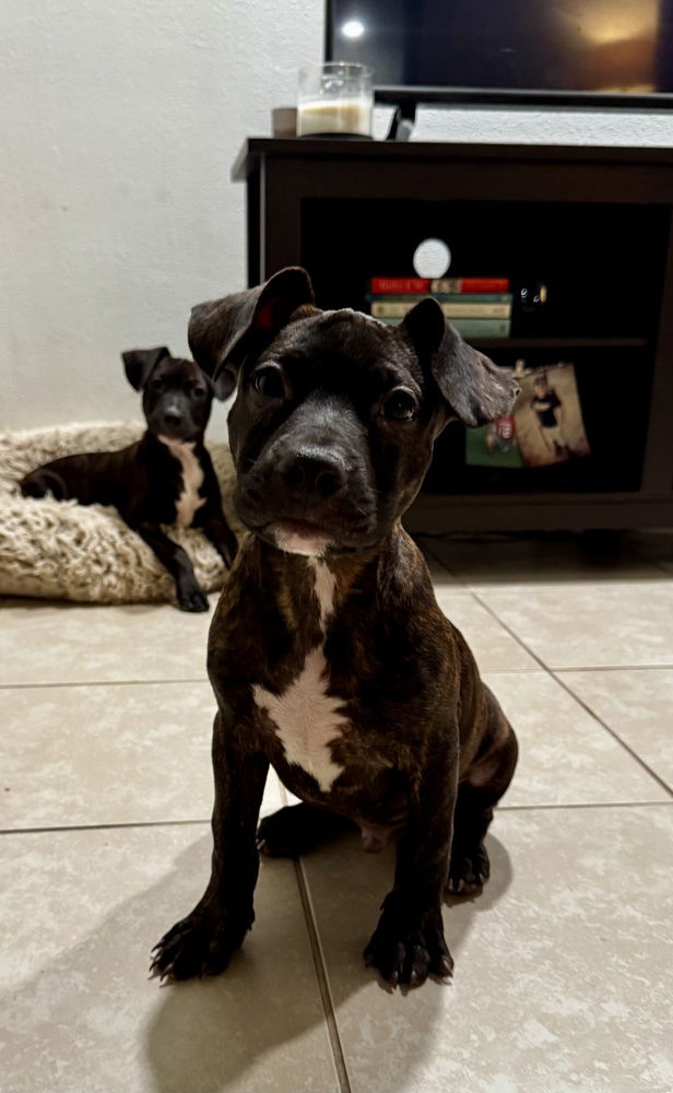 adoptable Dog in San Diego, CA named Doug
