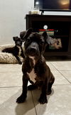 adoptable Dog in  named Doug