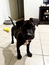 adoptable Dog in  named Steve