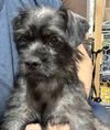 adoptable Dog in  named Momma Delilah