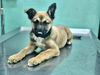 adoptable Dog in San Diego, CA named Nala