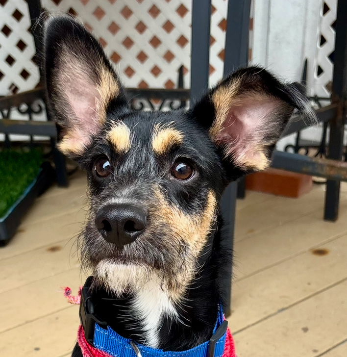 adoptable Dog in San Diego, CA named Lincoln