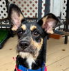 adoptable Dog in  named Lincoln