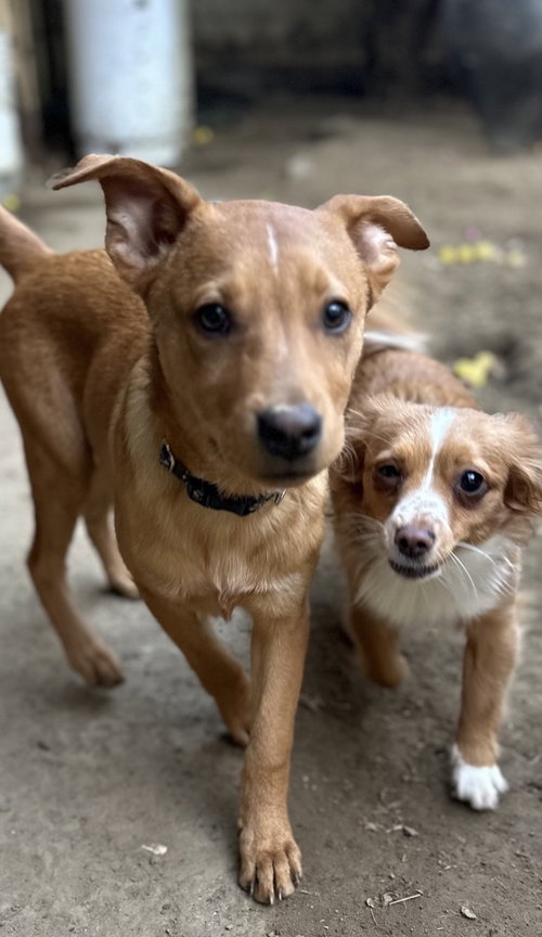 LUCKY - Carolina Dog available for adoption