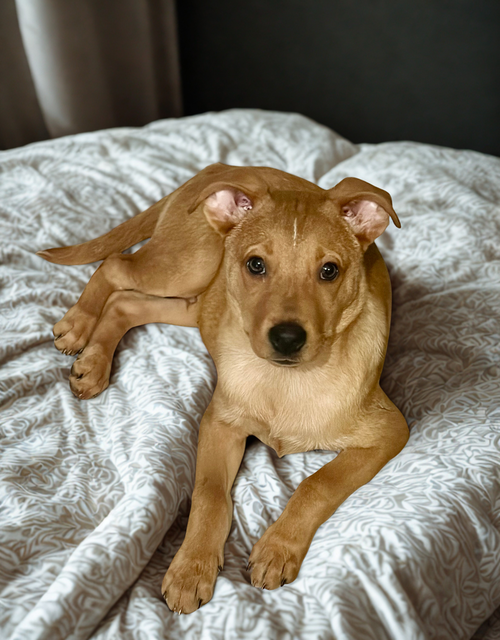 picture of the dog needing adoption