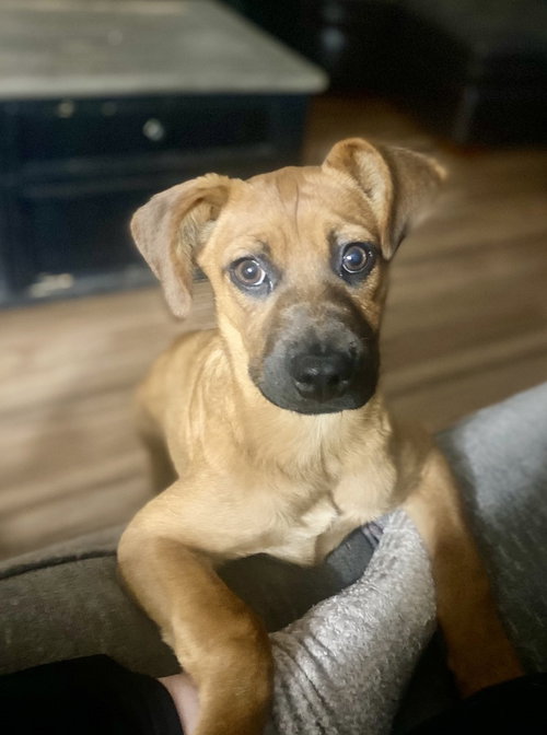 Misty, an adoptable Labrador Retriever in San Diego, CA