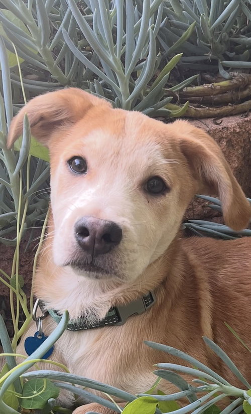 Mango, an adoptable Labrador Retriever in San Diego, CA