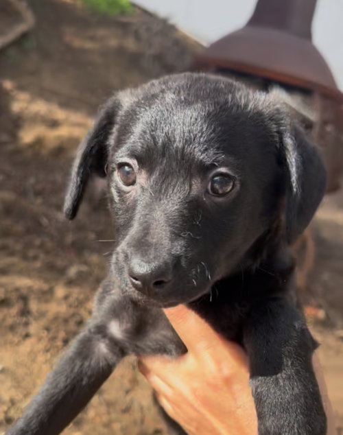 picture of the dog needing adoption
