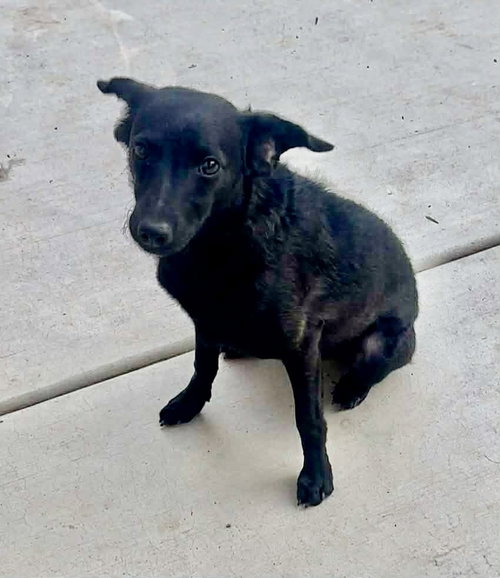Coco, an adoptable Terrier in San Diego, CA