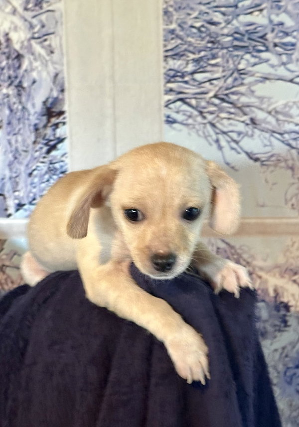 Paco