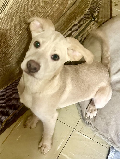 picture of the dog needing adoption