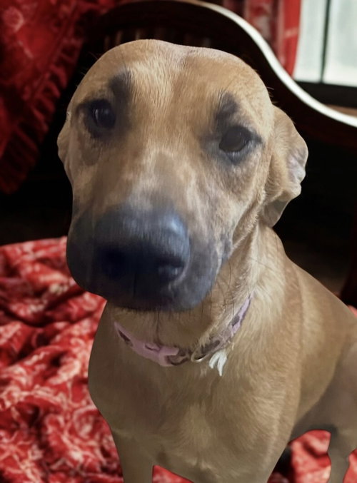 picture of the dog needing adoption