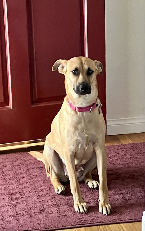 Dustee, an adoptable Labrador Retriever in San Diego, CA