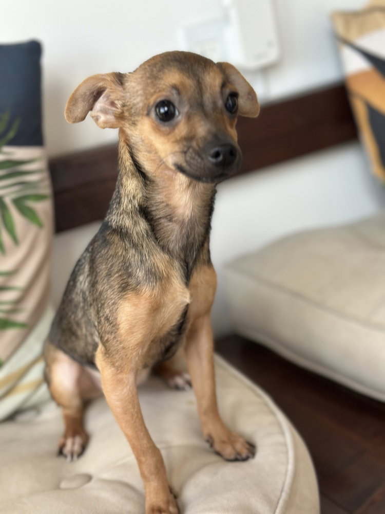 Tiki