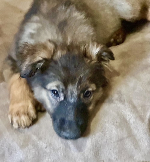 picture of the dog needing adoption
