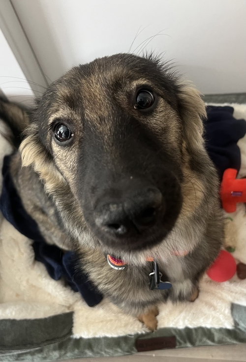 Bunny, an adoptable Terrier in San Diego, CA