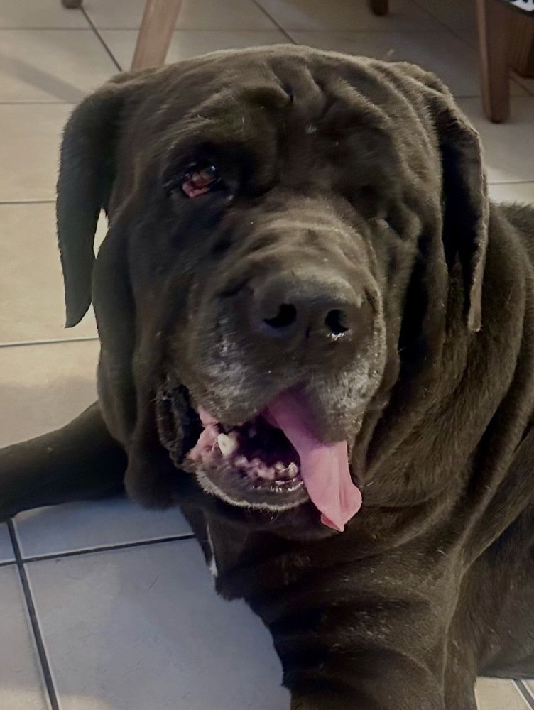 Gus Image