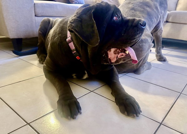 Gus