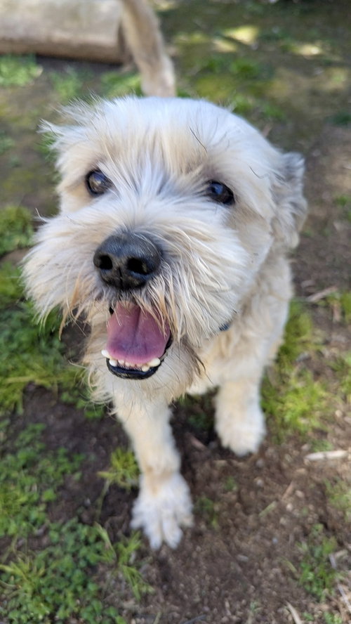 Angel, an adoptable Poodle in San Diego, CA