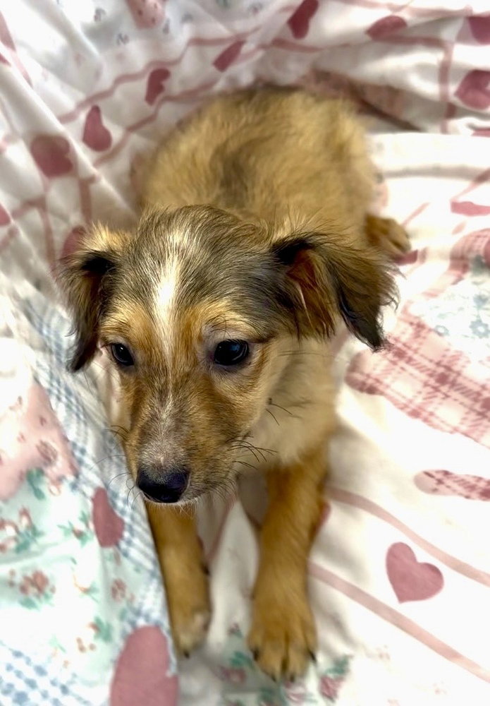 Nova