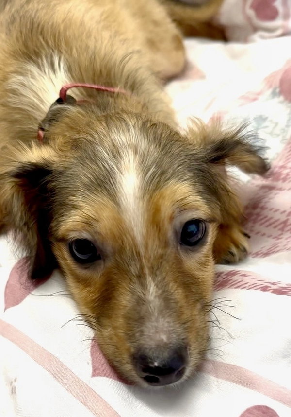 Nova