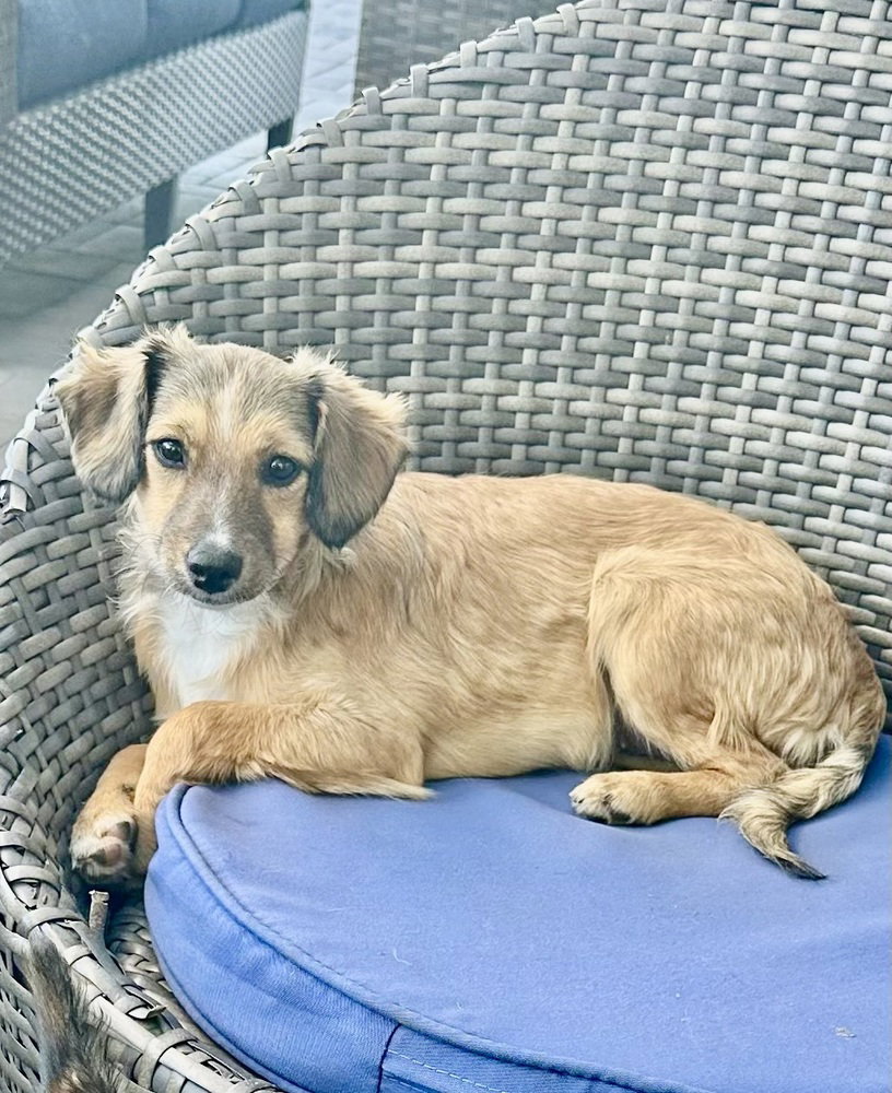 Nova Image