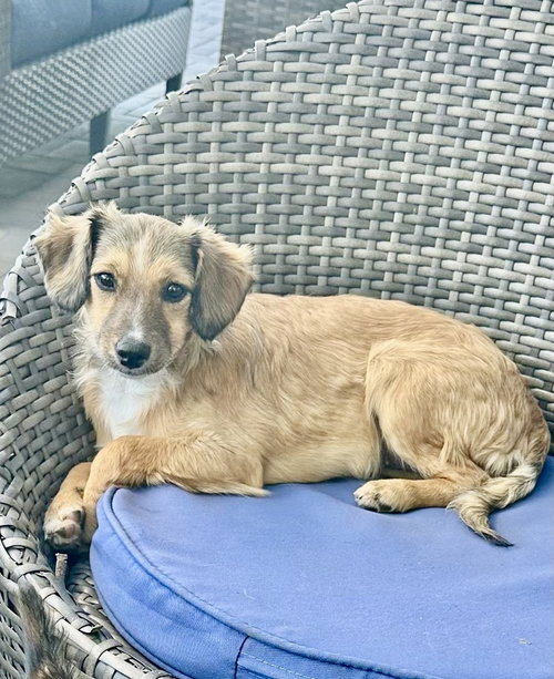 Nova, an adoptable Terrier in San Diego, CA