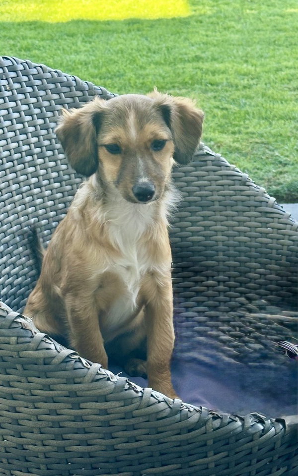 Nova