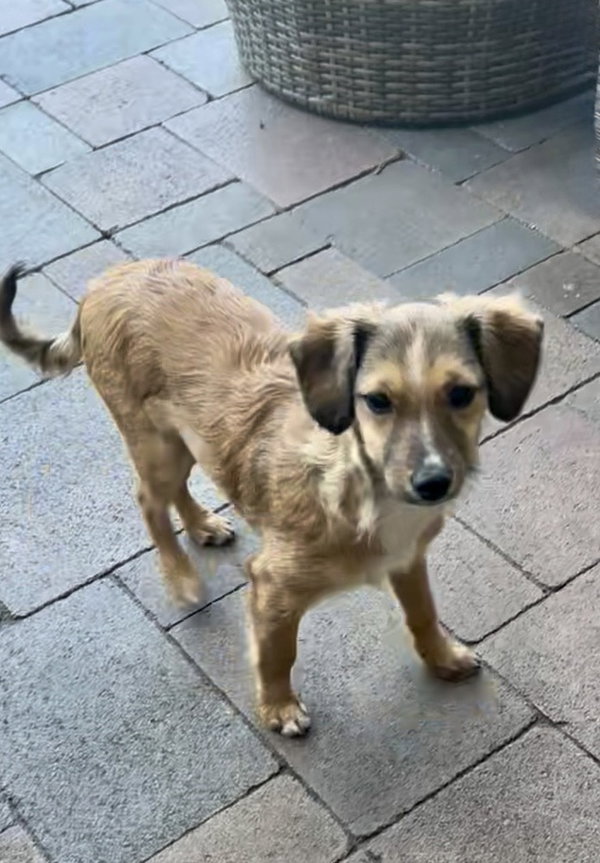 Nova