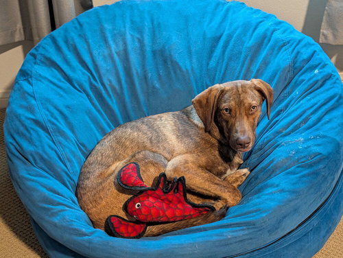 picture of the dog needing adoption