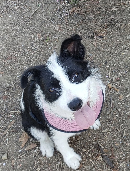 Opal aka Gladys photo 2