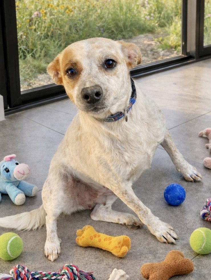 Cattle Dog