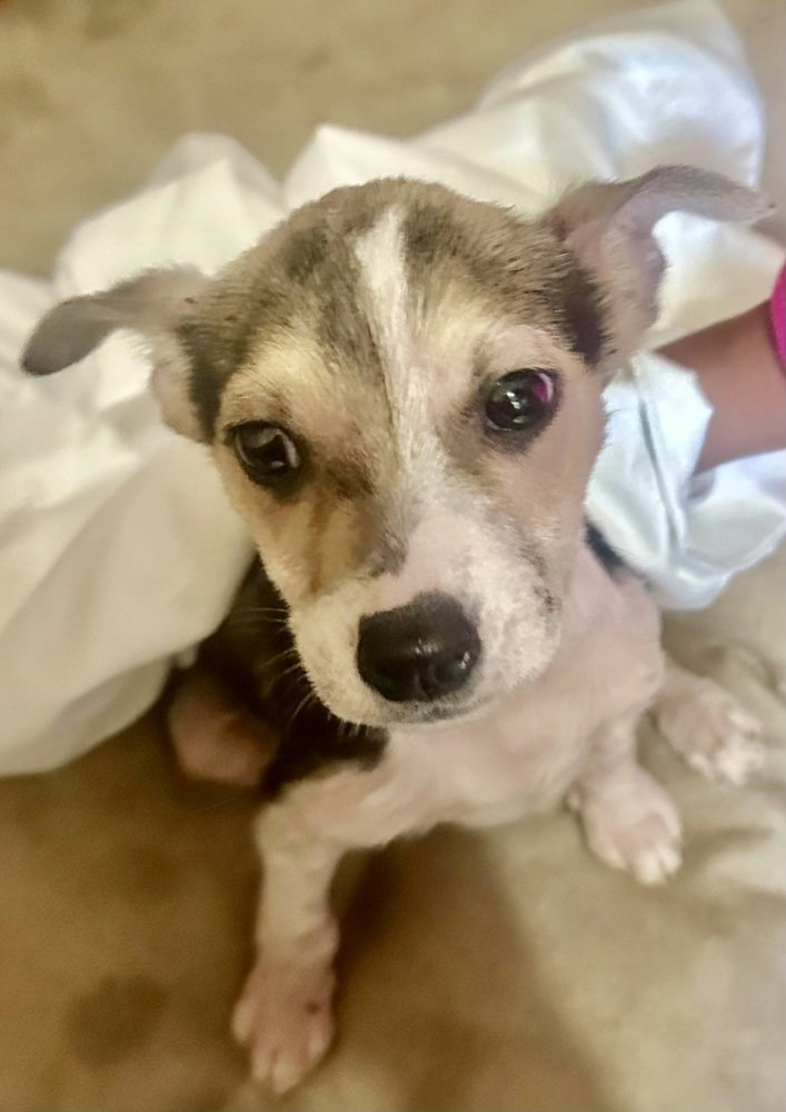 Terrier