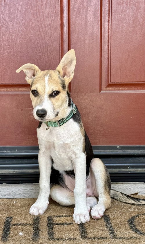picture of the dog needing adoption