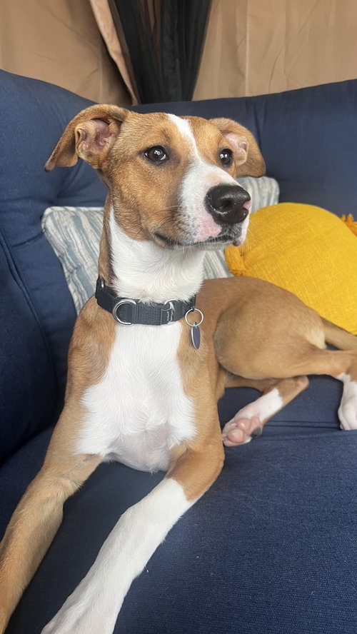 Jazzy, an adoptable Labrador Retriever in San Diego, CA
