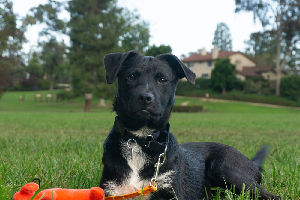 Josie Image