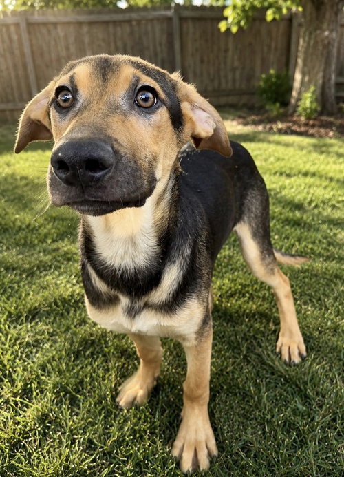 Jordie, an adoptable Shepherd in San Diego, CA