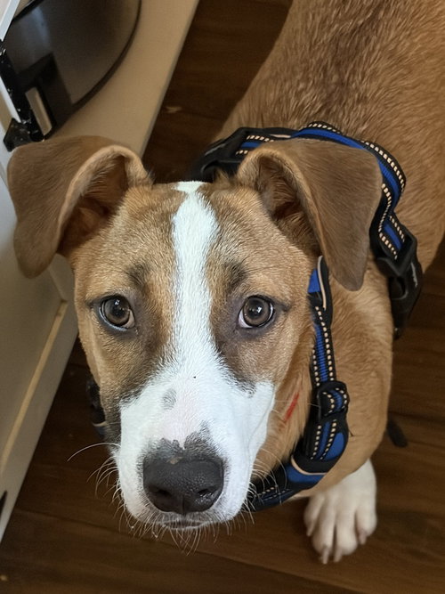 Jasper, an adoptable Labrador Retriever in San Diego, CA
