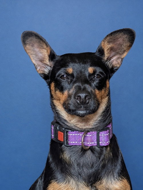 Jade, an adoptable Miniature Pinscher in San Diego, CA