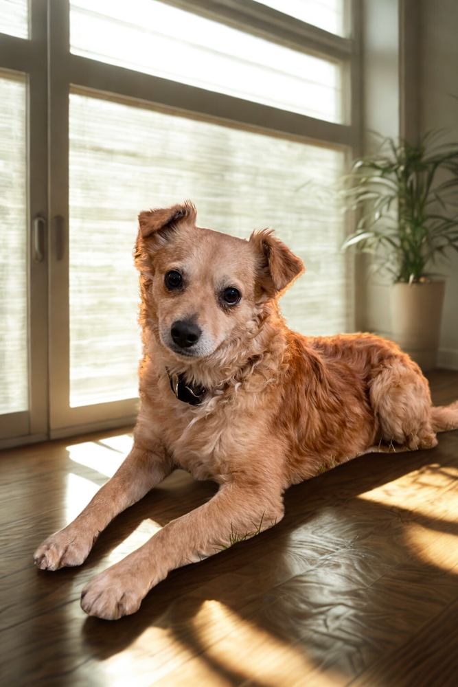 Terrier