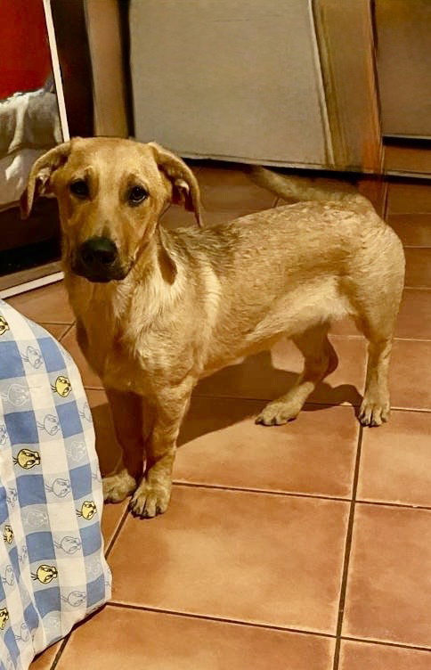 Jojo, an adoptable Labrador Retriever in San Diego, CA
