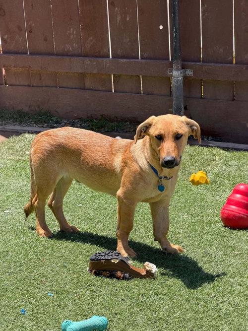 Jojo, an adoptable Labrador Retriever in San Diego, CA