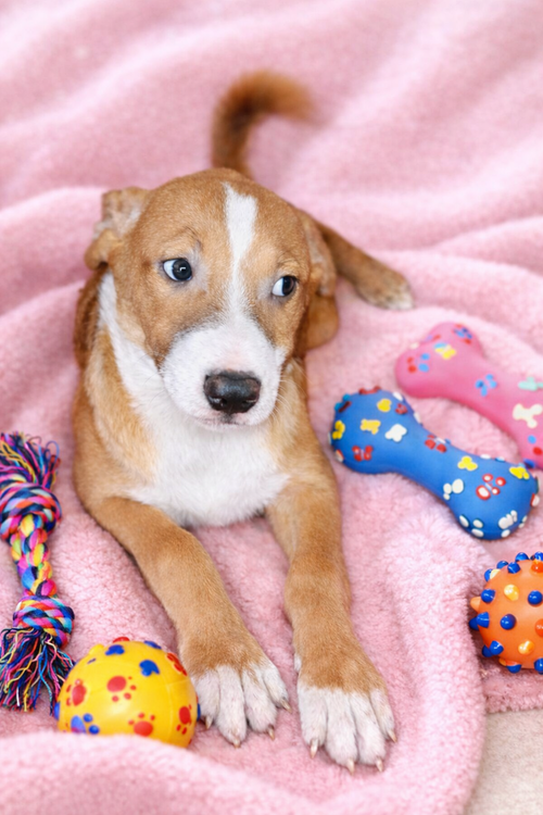 picture of the dog needing adoption